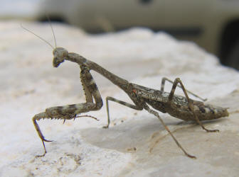 praying mantis texas native